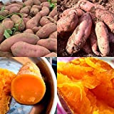Lot de 50 graines de patates douces pour plantation - Fortes survivables - Rafraîchissantes - Pomme de terre violette - ...