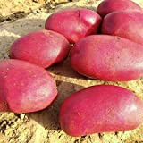 LovePlz 100 Pcs/Sac Graines de Plantes Délicieux Non-OGM Rare Peau Rouge Pomme De Terre Graines De Légumes Ferme Graines de ...