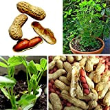 LovePlz 10pcs / sac graines de carthame graines naturelles comestibles rapides semaines prolifiques semis d'arachide extérieures Planter