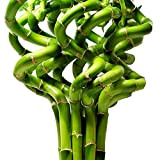 Lucky Bambou 40 cm - 10 tiges spiralées - Plante d'intérieur en pot Rebord de fenêtre