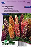 Lupin polyphylle vivace Russell hybrids Mix - Graines De Fleurs Vivaces