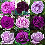 Magnifique Rosier Violet/Lilas en pot | Rosiers de jardin haut de gamme avec fleurs colorées en été