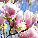Magnolia 'George Henry Kern'- Magnolia 'George Henry Kern' 50-60 cm en conteneur
