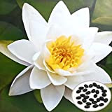 MaMaison007 10pcs Blanc Bol Lotus graines Jardin Plante Aquatique