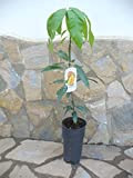 Mangifera indica Plante de manguier véritable 100-120 cm