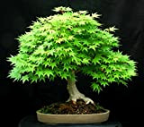 Maple vert japonais Acer Palmatum Bonsaï d'érable, 10 graines