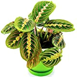 Maranta Fascinator tricolore panaché | Vente Plante tropicale En pot 20-30 cm