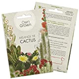 Mélange de graines de cactus: Kit graine de cactus à fleurs pour plantes de cactus en pot magnifique - Plante ...