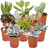 Mélange de succulentes – 10 plantes – Maison / Bureau Plante d’intérieur en pot Cadeau parfait