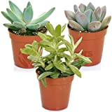 Mélange de succulentes – 3 plantes – Maison / Bureau Plante d’intérieur en pot Cadeau parfait