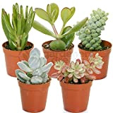 Mélange de succulentes – 5 plantes – Maison / Bureau Plante d’intérieur en pot Cadeau parfait