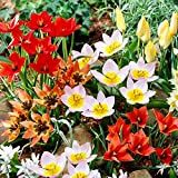Mélange de tulipes botaniques, 50 Bulbes de tulipes exclusifs de Hollande, Au moins 5 variétés et couleurs différentes, Bulbe résistant ...