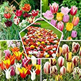 Mélange de Tulipes Budget, 50 Bulbes de tulipes exclusifs de Hollande, Au moins 20 variétés et couleurs différentes, Bulbe résistant ...