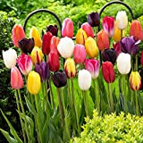 Mélange de tulipes Darwin, 25 Bulbes de tulipes exclusifs de Hollande, Au moins 5 variétés et couleurs différentes, Bulbe résistant ...