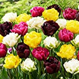 Mélange de tulipes doubles, 25 Bulbes de tulipes exclusifs de Hollande, Au moins 5 variétés et couleurs différentes, Bulbe résistant ...