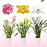 Mélange rose-jaune-blanc d'orchidées Cymbidium, 3 grandes plantes d'intérieur de Hollande, 60-70 cm de haut, avec fleurs et parfumées (pas d'orchidée ...