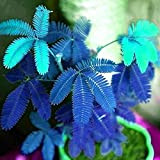 Mimosa Pudica Graine 50Pcs, 1 Sac Mimosa Pudica Graine Natural High Rate Germination Bleu Bleu Mimosa Pudica Graine pour Ideal ...
