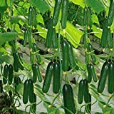 Mini concombre Beit Alpha Garden Seeds – 30 graines biologiques non génétiquement modifiées, savoureuses et idéales pour les salades / ...