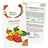 Mix de graines de piment Habanero: piment Habanero pour des plants de piment frais et colorés à semer dans votre ...