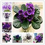 Mixed: 100Seeds / Bag Rare Purple Purple Saintpaulia Ionantha Seeds Belle plante Graines De Fleur De Bonsaï Graines De Violette ...