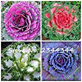 Mixte: 120 Pcs Fleurs De Chou Kale Graines Organiques Comestibles Délicieux Russe Héritage Plantes Ornementales Jardin Pots Planteurs Meilleure Vente