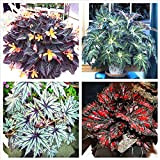 Mixte: 120Pcs / Sac Belle Bégonia, Rare Begonia Graines Bonsaï Fleur Graines Fleurs En Pot Begonia Plantes Pour Jardin Balcon ...
