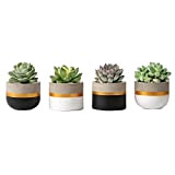 Mkouo 8cm Mini Ciment Succulent Plantes Moderne Concrete Cactus Pots de Plantes Small Clay Intérieur Herb Window Box Container for ...