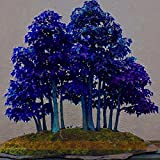Mpale arbre Graines 30 pcs / paquet samares Bonsai bleu Érable japonais d'érable Graines de plantes de balcon pour le ...