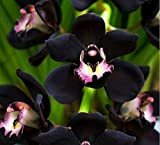Mr.seeds 100 PCS noir unique Cymbidium Faberi Flower Garden Seeds Graines de fleurs plantes à fleurs d'orchidée Graines de fleurs