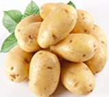 Mr.seeds 120 pcs pommes de terre Graines Anti-rides Nutrition vert légumes pour jardin Plantation Semences de pommes de terre absorbant ...