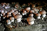 Mycélium de Champignons de Paris Bruns Kit de culture champignons 15ml/50 ml (Tube, 15ml)