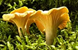 Mycélium de Girolle Jaune Kit de culture champignons 15ml /50 ml (tube, 15ml)