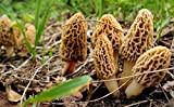 Mycélium de Morille Blonde Kit de culture champignons 15ml/50 ml Mushrooms (tube, 15ml)