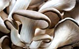 Mycélium de Pleurote Kit de culture champignons 15ml/50 ml (Tube, 15ml)