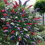Ncient 20 pcs/Sac Arbre à Papillons Tricolore - Graines Semences de Arbuste Seed Buddleia Davidii