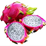 Ncient 30 pcs/Sac Graines Semences de Pitaya Fruits du Dragon Vivace Graines de Fruits Graines à Planter Plante Rare de ...