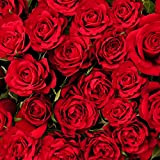 Ncient 50 pcs/Sac Graines Semences de Rose Couleur Rouge de Graines Fleurs Graines à Planter Plante Rare de Jardin Balcon ...