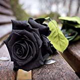 Ncient 50 pcs/Sac Graines Semences de Rose Vivaces Couleur Noir de Graines Fleurs Graines à Planter Plante Rare de Jardin ...