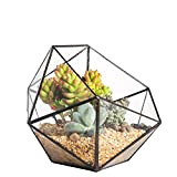 NCYP Terrarium en Forme de Demi-sphère Triangulaire en Verre Fait à la Main - Forme géométrique - Pot de Fleurs ...