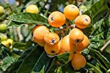 Néflier arbres fruitiers 20 graines fraîches récolte de cette saison