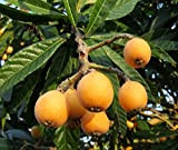 Néflier néflier du Japon Tropical fructification vivace ornementale des arbres fruitiers Graines 5