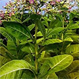 Nicotiana Tabacum Seeds - Smoking Tobacco - Cultivated tobacco 50 Annual Seeds.