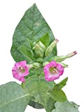 Nicotiana tabacum (Tobacco plants) seeds