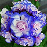 Nouveau bleu et rose plantation Géraniums Sementes De Flores Raras Double Cplor jardin 50 pcs * sac pas cher Pelargonium ...