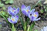 Nouveau Crocus sativus 50+ graines