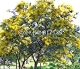 Nouveau jardin des plantes 10 Graines GOLDEN MIMOSA Acacia Baileyana Jaune Wattle Graines Arbre à fleurs