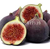 Nouveau jardin des plantes 5 Graines Ficus Carica Violet Common Fig Fruit Graines Livraison gratuite