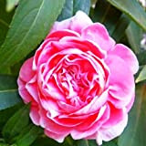Nouvelles Impatiens Camellia Rose Graines De Fleurs 10+ (Impatiens walleriana) Bonsaï Graines De La Plus Haute Qualité Pour La Maison ...