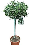 Olea Europaea- Oliviers - Demi-standards - Plantes établies d'environ 100 cm de haut
