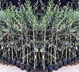 Olivier arbre olives Ascolana - Plante fruitière arbre max 160 cm - 3 ans